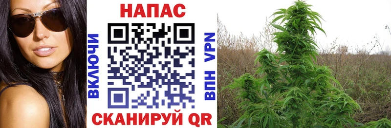 Бошки марихуана MAZAR купить наркоту Урюпинск